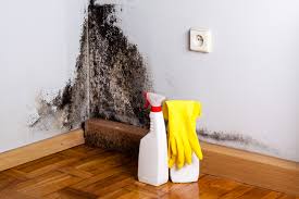 Mold Remediation for Rental Properties in Carnation, WA